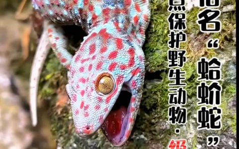 猎杀国家二级保护动物：量刑标准与法律深思