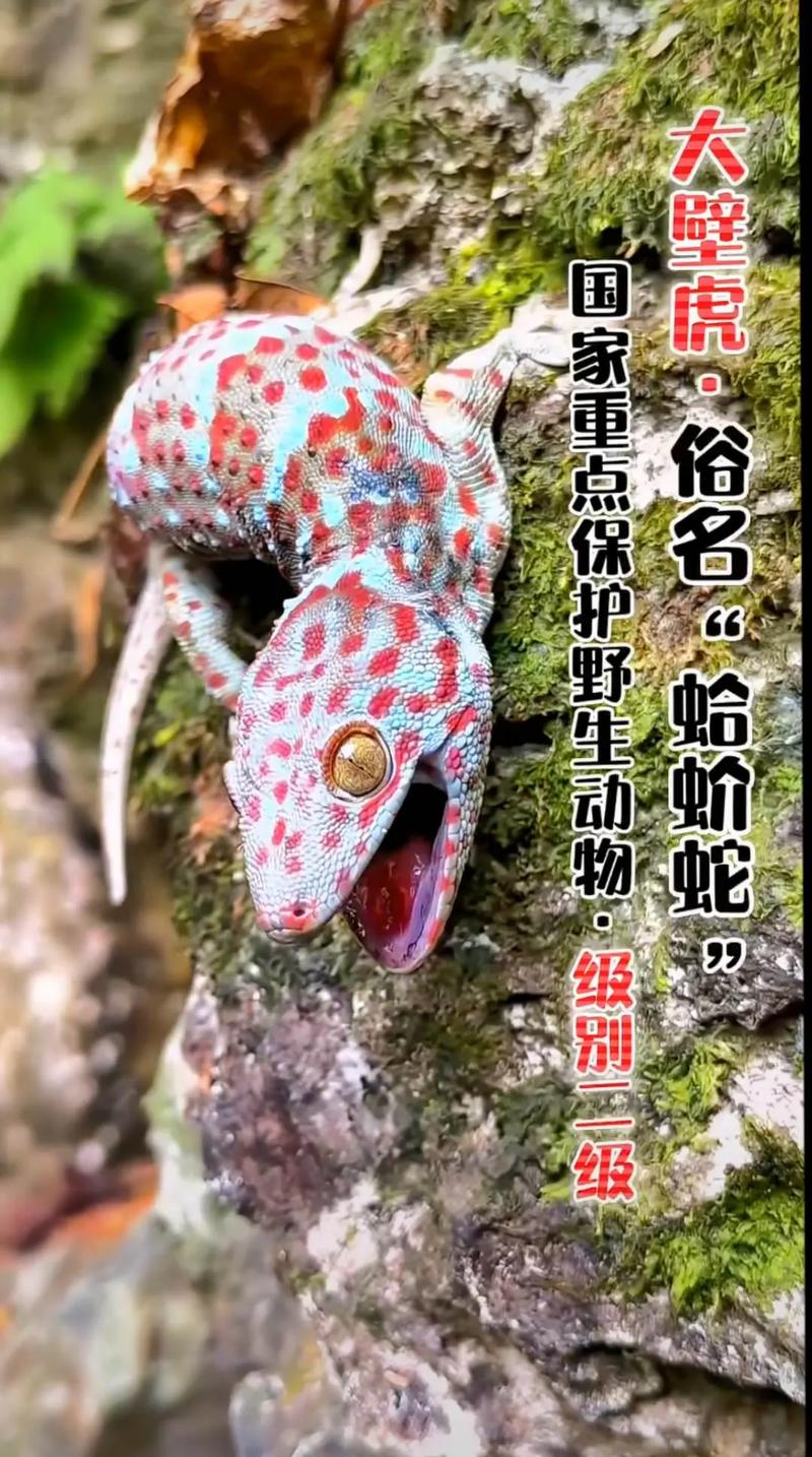 猎杀国家二级保护动物：量刑标准与法律深思
