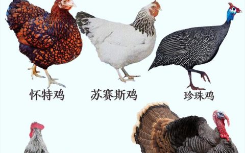 畜牧业构成解析：种类、方式与产业全貌