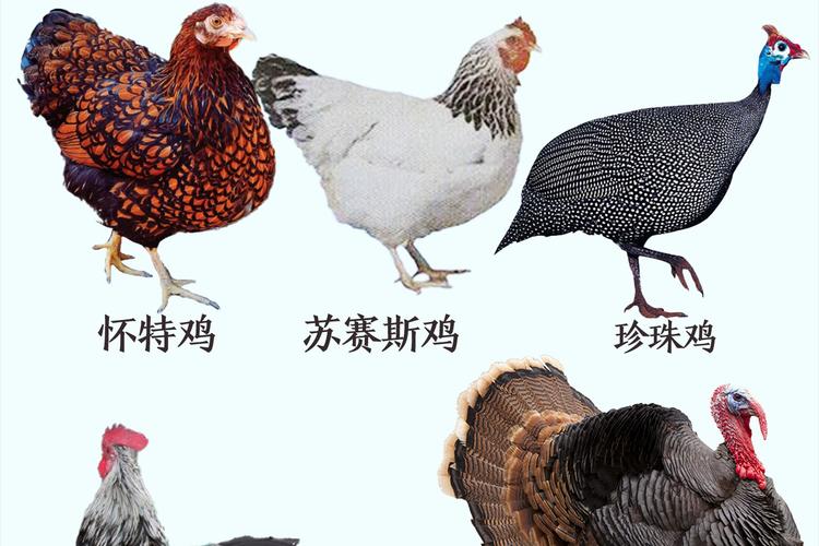 畜牧业构成解析：种类、方式与产业全貌