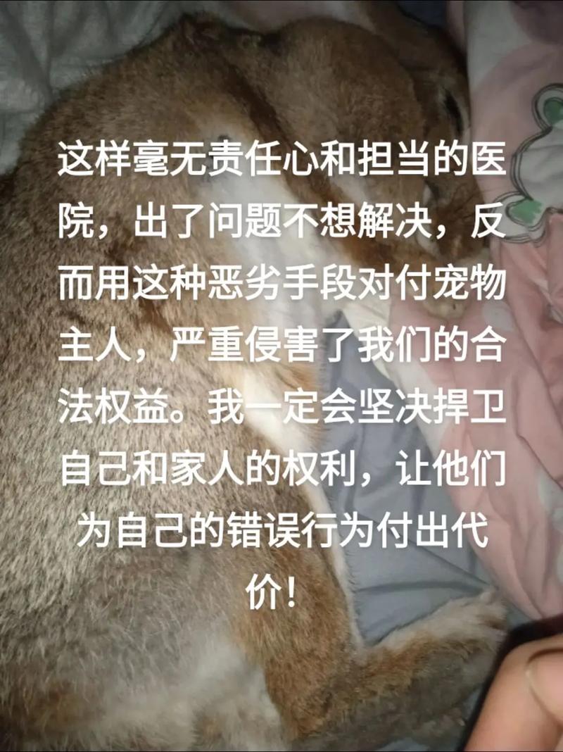 宠物纠纷怎么办？律师教你维权