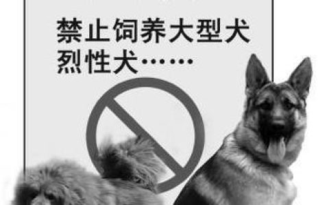 宠物狗伤人法律责任全解析：《民法典》视角下的赔偿与防范
