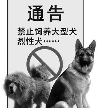 宠物狗伤人法律责任全解析：《民法典》视角下的赔偿与防范