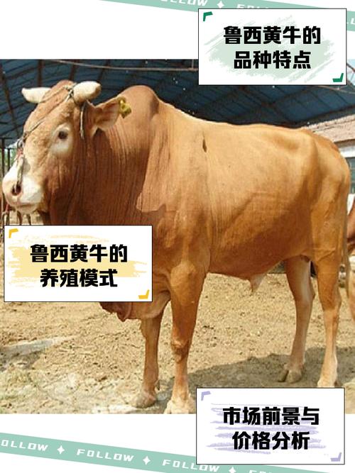 驾考包过不可信，替考舞弊法律风险揭秘